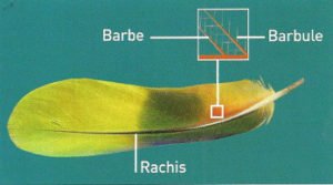 Anatomie d'une plume