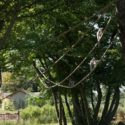Lémuriens dans le Parc des Oiseaux