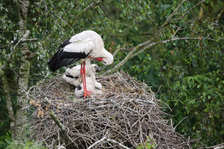 Préservation - œufs et reproduction - Le Parc des oiseaux