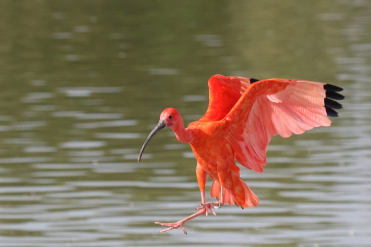 Ibis rouge