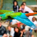 Oiseaux du spectacle en vol