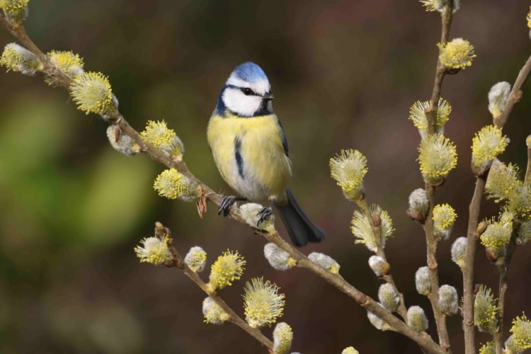 Mésange bleue