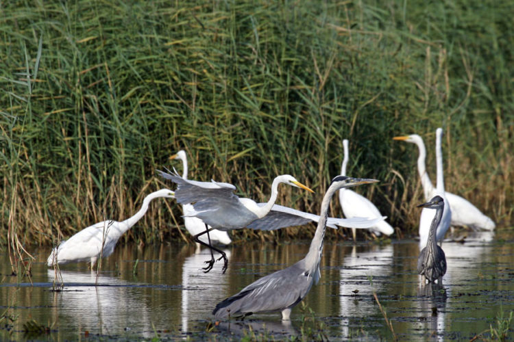 Grandes aigrettes dans la réserve naturelle