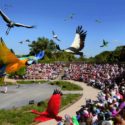 Spectacle du parc des oiseaux