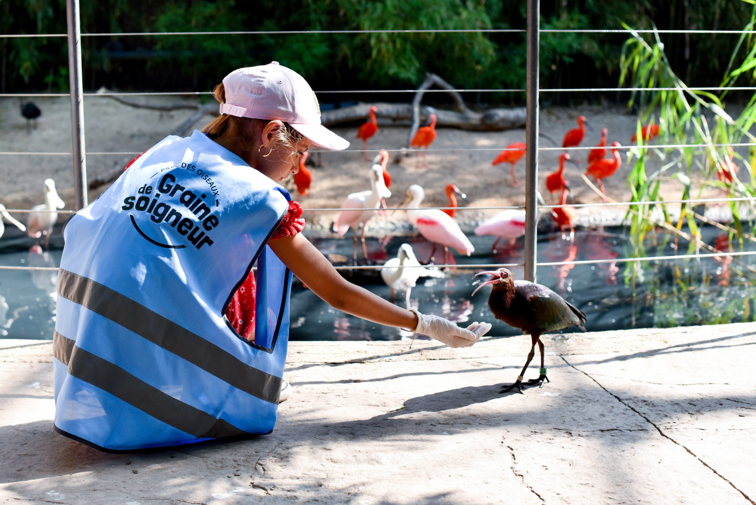 graine-de-soigneur-parc-des-oiseaux
