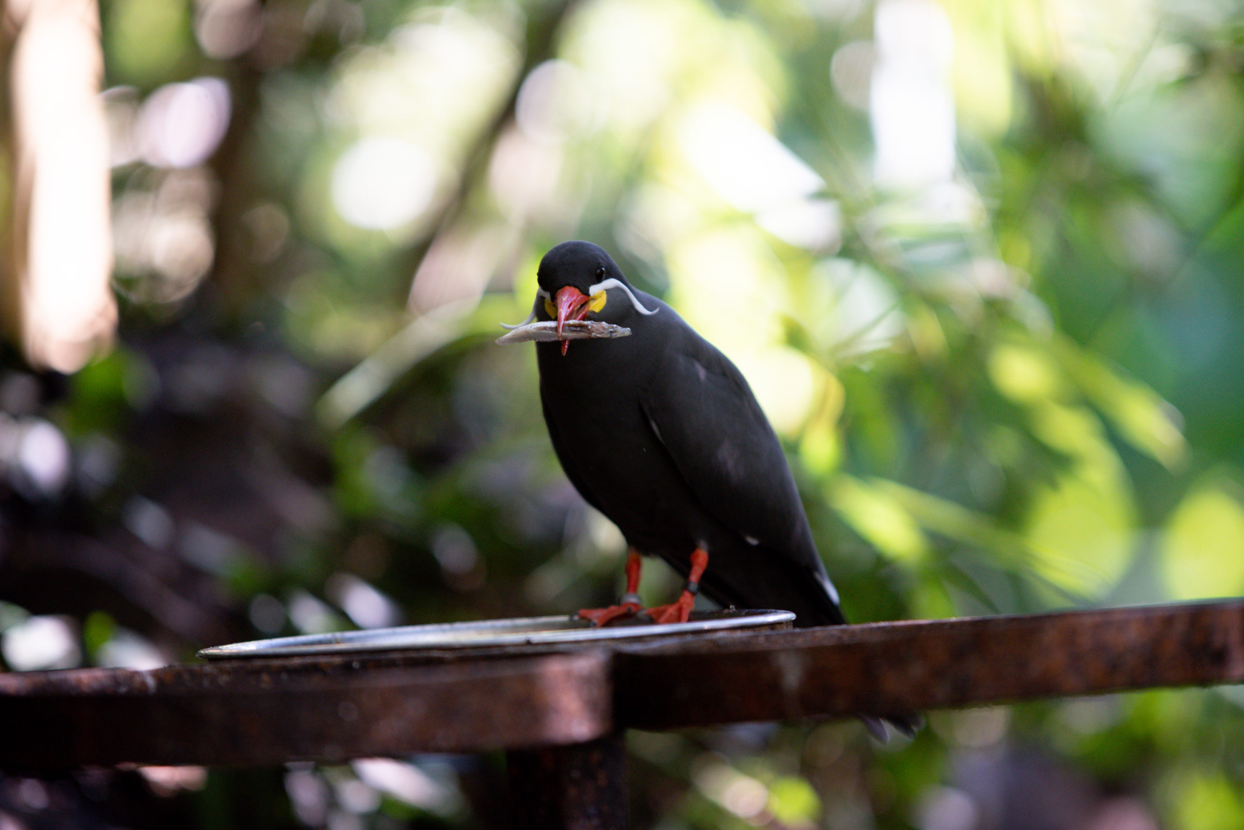jungle-tropicale-parc-des-oiseaux